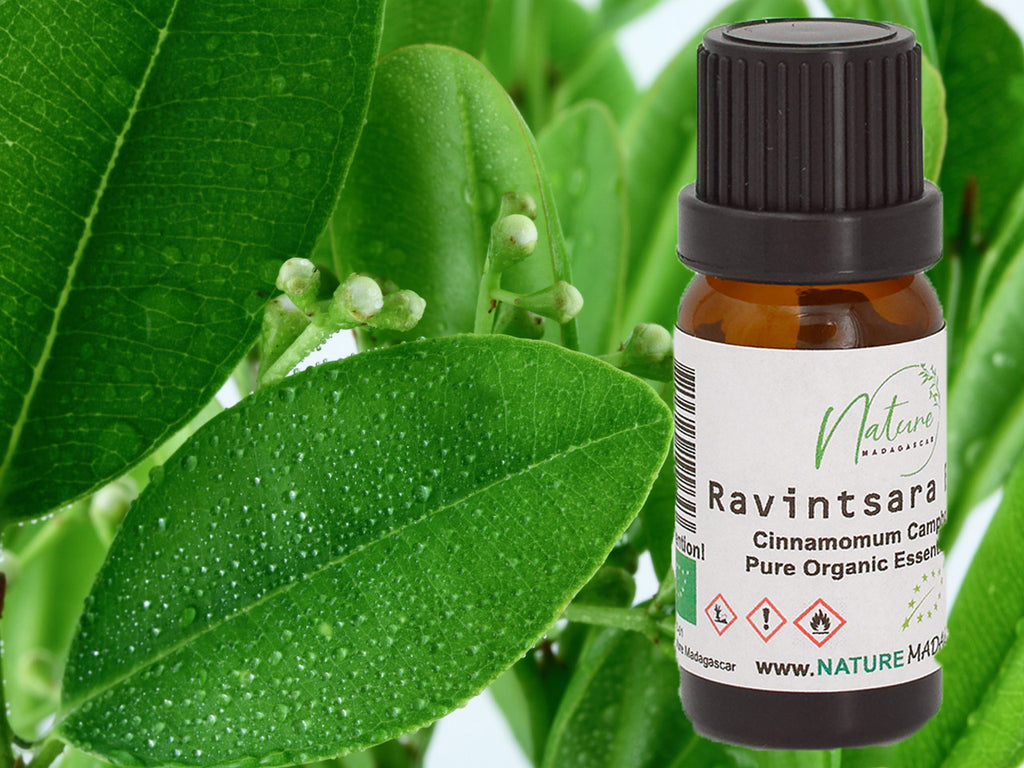 Ravintsara Organic Essential Oil